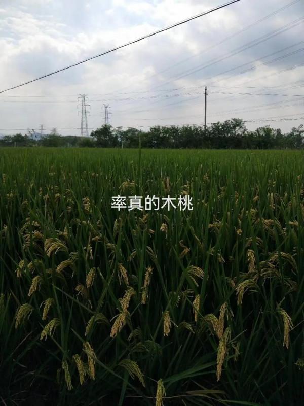 寧靜午後，江南村莊