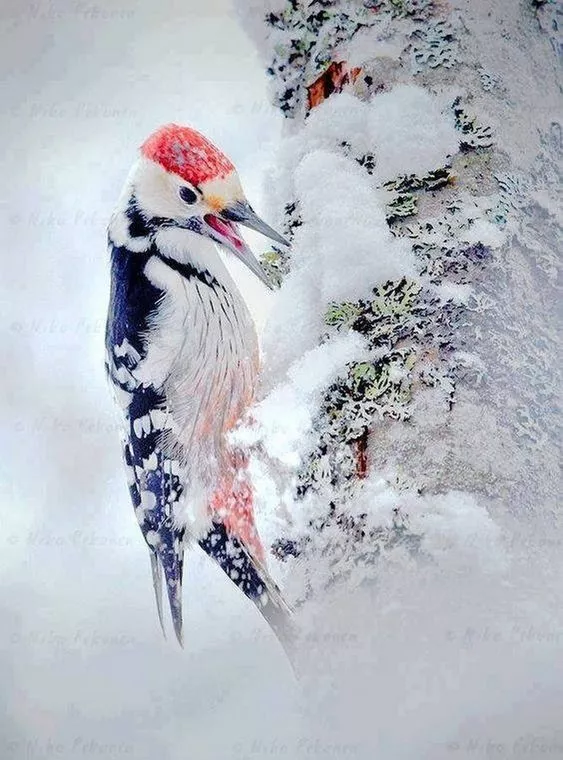 雪中的小鳥欣賞