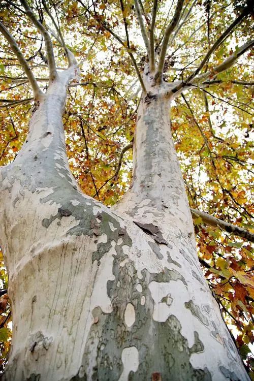 實用分享丨30款大型開花樹種介紹,白似雪、黃似陽、紅似霞,美翻 實用分享丨30款大型開花樹種介紹,白似雪、黃似陽、紅似霞,美翻