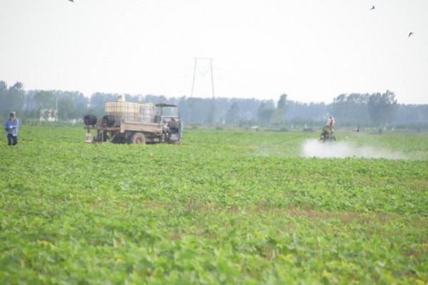 大豆只長棵，如何控旺能增產？3個方面要注意，做對了產量高
