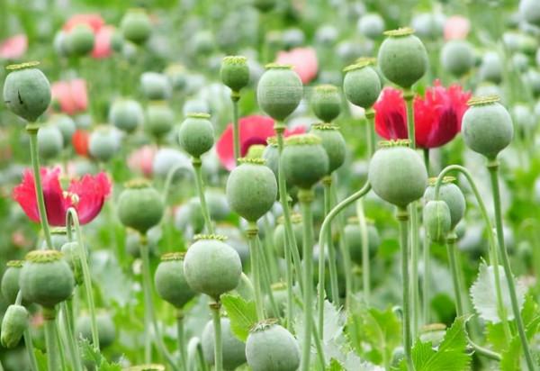 彭家聲晚年近況：家中懸掛“壽”字字幅，年近百歲依舊滿頭黑髮