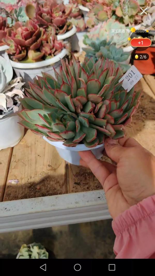 有人被我帶入肉坑,看看給新手都買了什麼肉 有人被我帶入肉坑,看看給新手都買了什麼肉