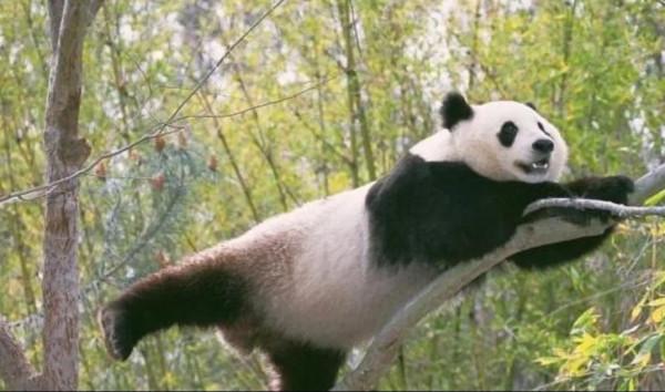 圖片分享—呆萌可愛大熊貓