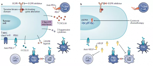 傑享第06期：ERBB受體家族訊號調控抗腫瘤免疫