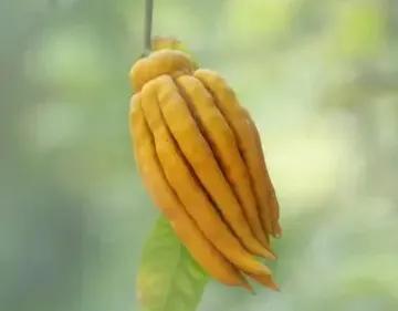 奇花異果有限公司年會（近百位奇花異果參加了本次年會）