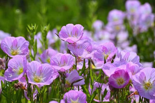探花記｜美麗月見草，白天也開放