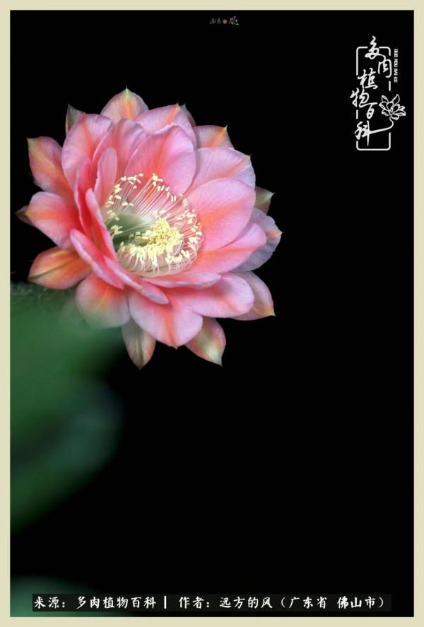 我若盛開，蝴蝶愛來不來