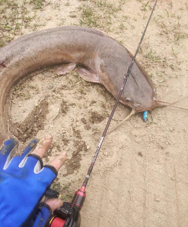 雨後，汕尾一河灣大群鯰魚水面翻滾，附近釣魚人：每條都有幾十斤