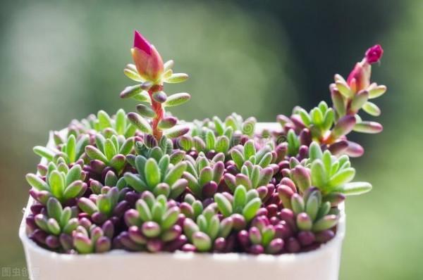 有經驗的人養多肉，都在爭分奪秒做3件事，難怪多肉長那麼好