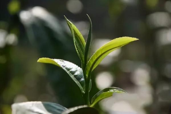 宋茶，中國茶文化的巔峰