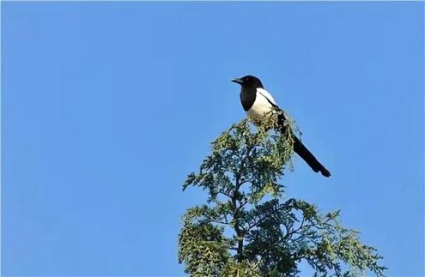 分享圖片&mdash;&mdash;喜鵲報喜鳥，喜事來咱家
