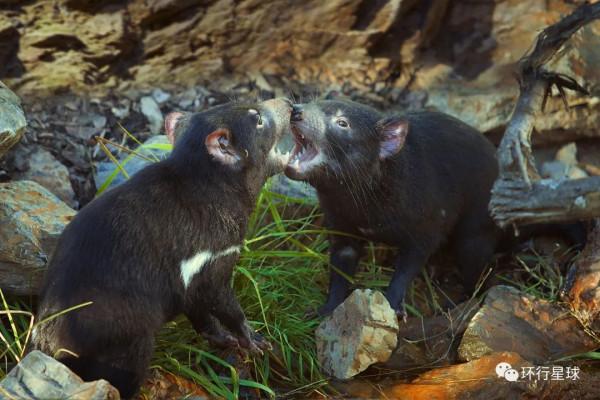 紀錄動物：消失三千年的“小惡魔”，回來了