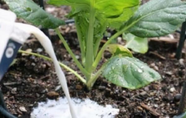 剩下的3種“零食”，別亂丟，重新處理一下埋盆底，養啥啥都旺