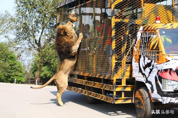 一隻會隱形的獅子貓