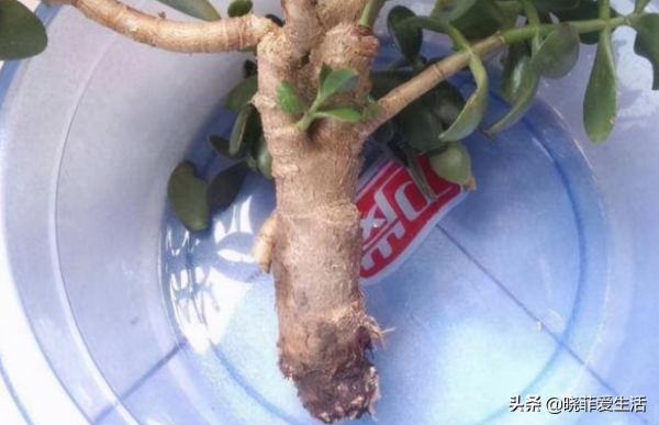 容易被水澆死的“14種花”，手太勤反而養不活