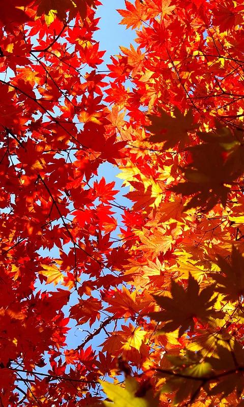 《霜降至》2021.10.21