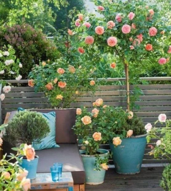 花農青麥澤翁：既有氣質有典雅大方的什麼花呢