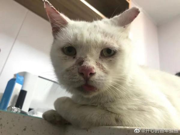 復旦師生餵了8年的流浪貓,在領養前夜被虐殺了 復旦師生餵了8年的流浪貓,在領養前夜被虐殺了