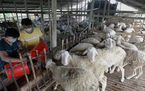 他養的羊被人搶著收購,牛比別人多賣三千元,18年銷售額五千萬元 他養的羊被人搶著收購,牛比別人多賣三千元,18年銷售額五千萬元