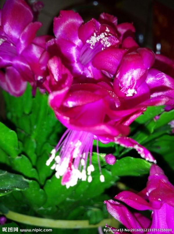 《百花集》（一百九十五）