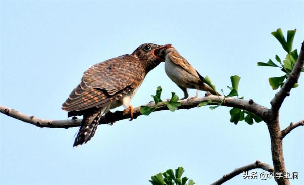 當鳥類發現自己養了一隻杜鵑的雛鳥時,它們會是什麼反應? 當鳥類發現自己養了一隻杜鵑的雛鳥時,它們會是什麼反應?