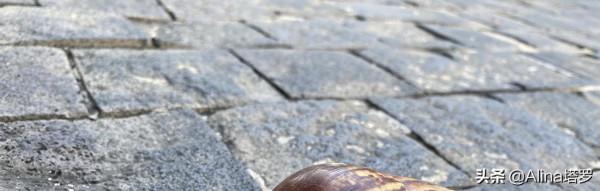 Alina塔羅——我擁有怎樣的動物祝福? Alina塔羅——我擁有怎樣的動物祝福?