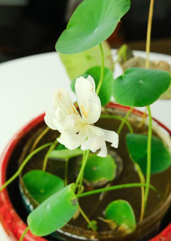 盆栽太累想水培，這4種植物，插水裡好養活