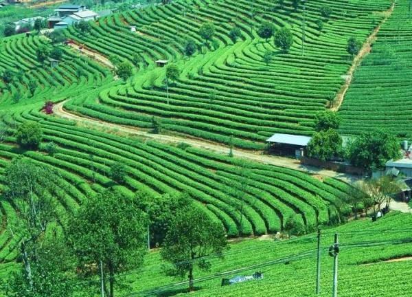 苦等5年，中國首條跨國高鐵通車了，雲南這座慢城正適合冬季出發