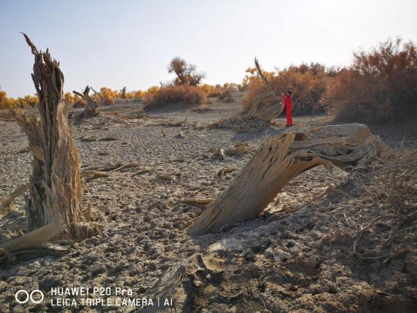 曾經無條件地拜倒在胡楊林的“腳”下
