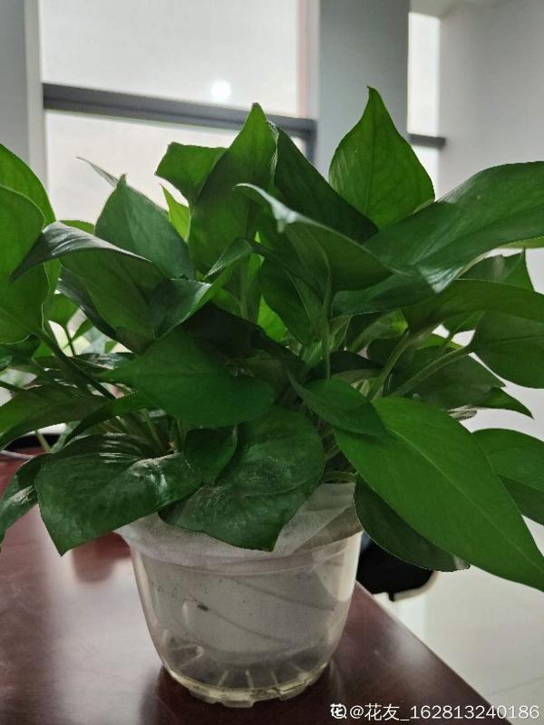 大葉子花就是“招財”，隨便養一盆，寓意好、安全感十足