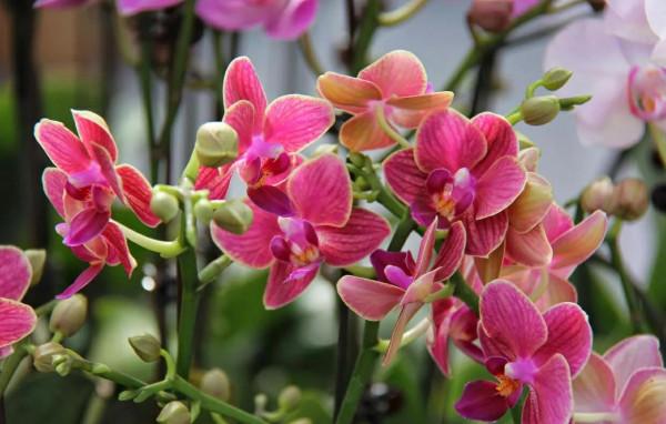 天冷了,給這四種漂亮花穿件“衣服”吧,別凍壞了,不然會收空盆 天冷了,給這四種漂亮花穿件“衣服”吧,別凍壞了,不然會收空盆