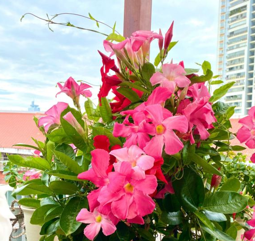 8種常見花，天生喜&OpenCurlyDoubleQuote;醋水&rdquo;，一月一杯醋，營養旺，開花棒
