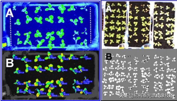 PhenoTron PTS植物光譜成像檢測平臺