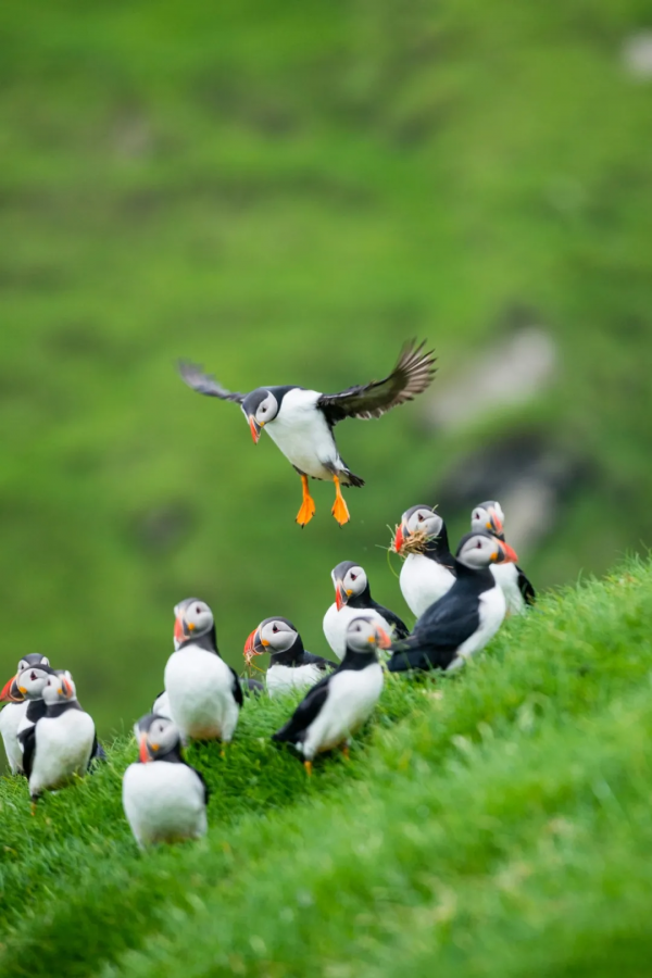 如果世界上有真正的秘境,那可能就是法羅群島了 如果世界上有真正的秘境,那可能就是法羅群島了