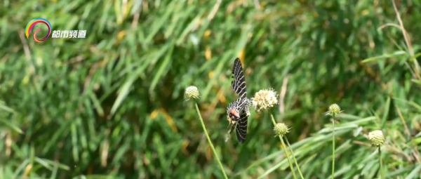 “高山美人”！多尾鳳蝶現身高黎貢山東坡瀘水段