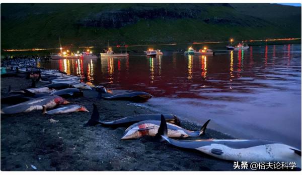 法羅群島獵殺上千只海豚,血液染紅海水,為何捕鯨難被禁止? 法羅群島獵殺上千只海豚,血液染紅海水,為何捕鯨難被禁止?