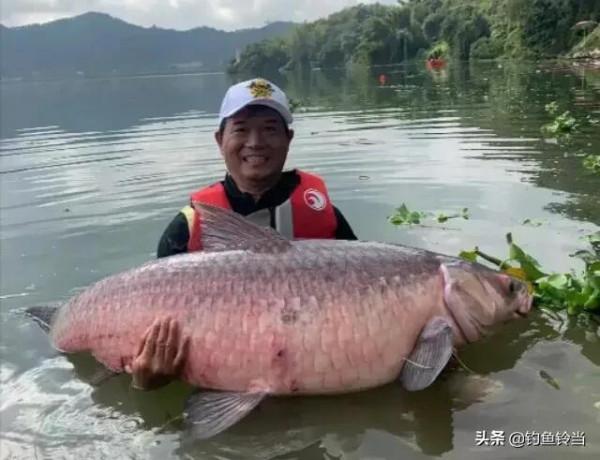 從兩條百斤大青到帶貨近1.6億,一夜爆紅,談釣王鄧剛的精彩人生 從兩條百斤大青到帶貨近1.6億,一夜爆紅,談釣王鄧剛的精彩人生