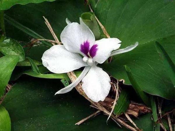 山奈花，美麗的林間奇花異草（八）
