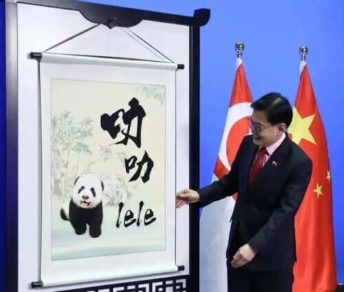 名字揭曉了！新加坡首隻大熊貓寶寶取名&OpenCurlyDoubleQuote;叻叻&rdquo;