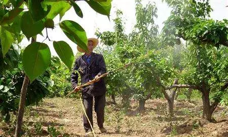 用藥常見的誤區及施藥注意事項