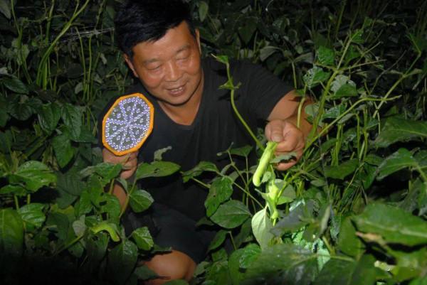 河南小夥一邊種豆一邊養殖豆青蟲年入幾十萬