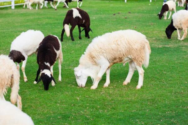 羊價進入下跌週期？後續會大跌嗎？養殖戶如何應對？