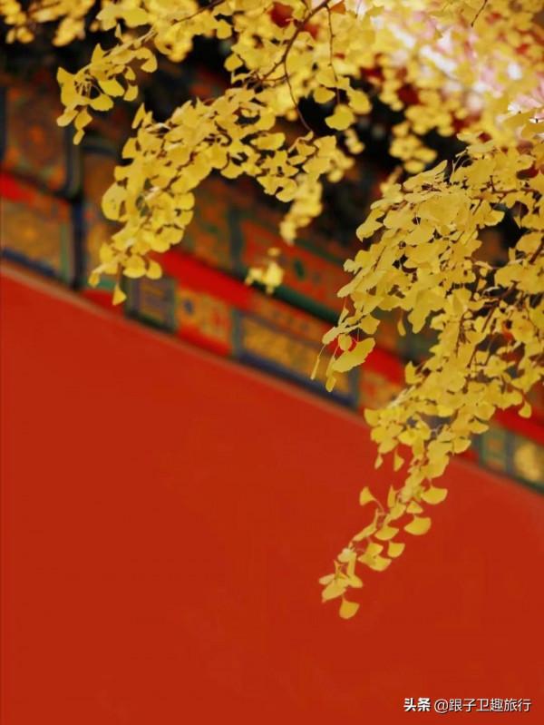 北京故宮醉人秋色:6個銀杏拍攝點,拍出這一季的美輪美奐 北京故宮醉人秋色:6個銀杏拍攝點,拍出這一季的美輪美奐