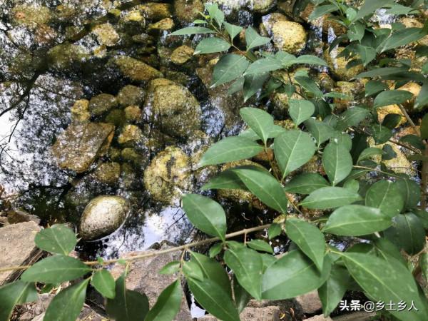 十月初十釀酒節,俗語“十月天赦酒,賽過午時水”,啥是天赦酒? 十月初十釀酒節,俗語“十月天赦酒,賽過午時水”,啥是天赦酒?