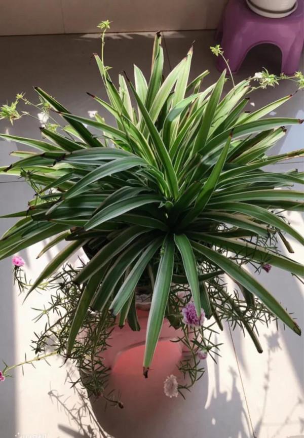 五一出門十一歸