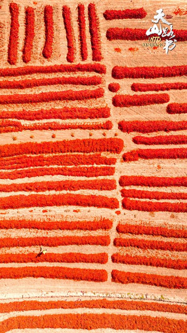 天山路書 | 走進新疆焉耆縣的一片“紅海”