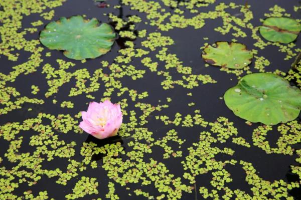 跟著乾隆去賞荷