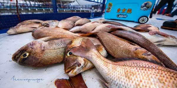 海洋牧場：被稱為“藍色糧倉”的海上大草原