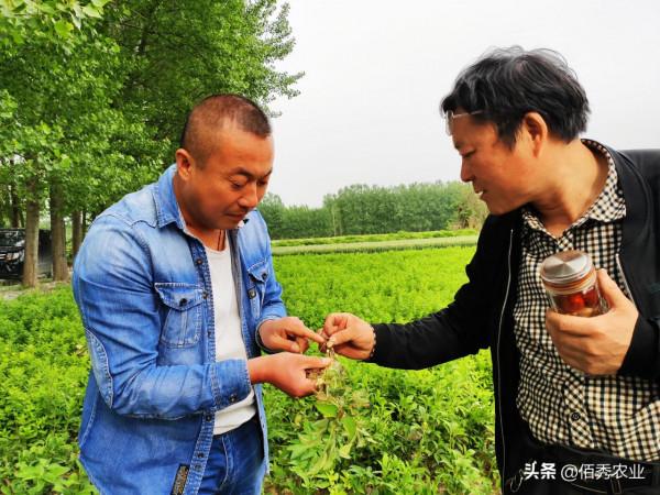 5元能配出高效草甘膦？農民應該瞭解的使用技巧，長效除草並不難