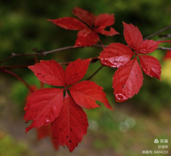 平朔公園的爬山虎